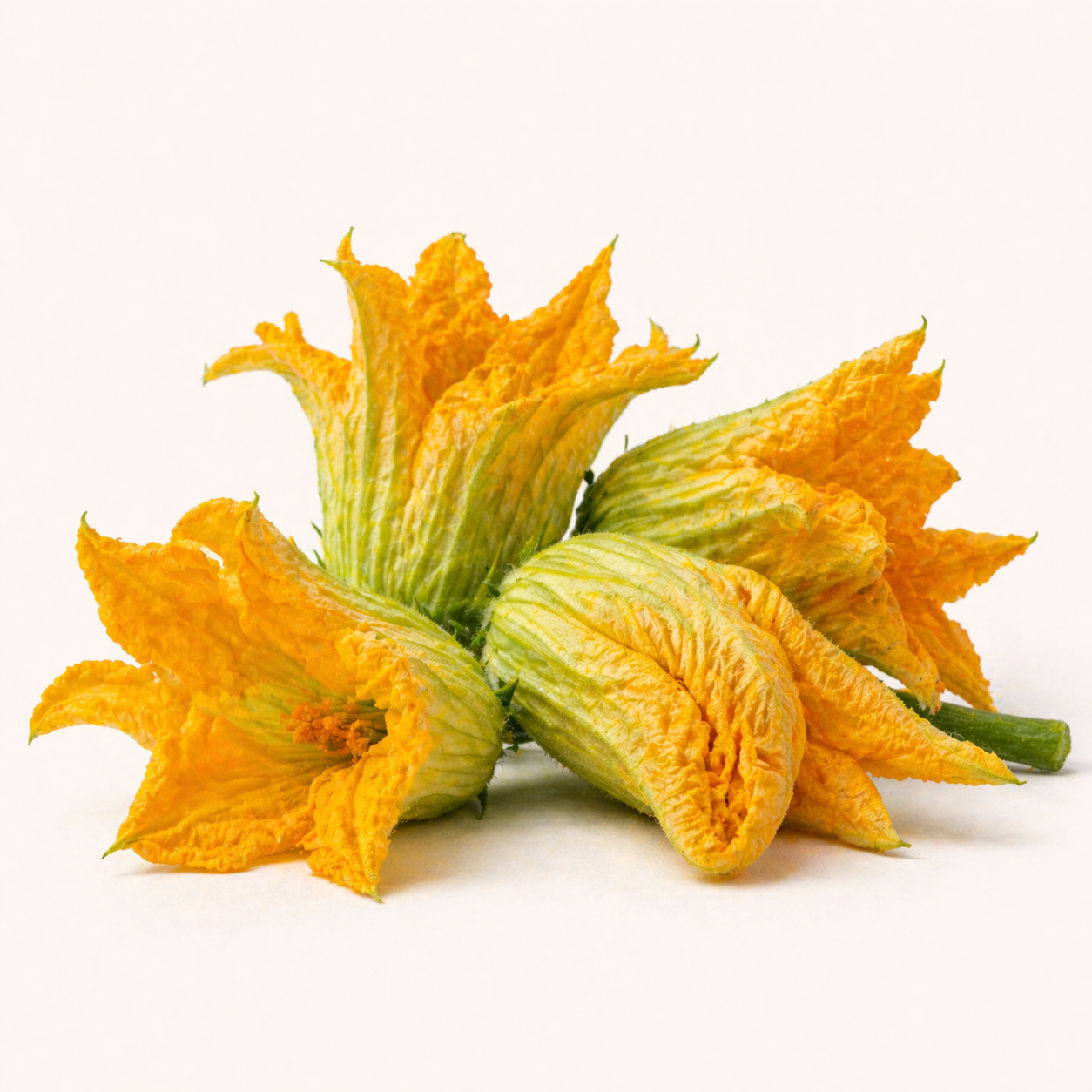 Fleurs de courgette (barquette)
