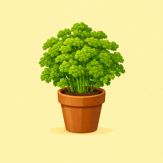 Persil frisé en pot